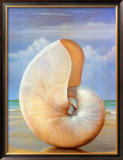 Pearled Nautilus