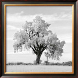 Buy Oak Tree at AllPosters.com