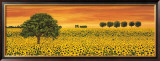 Buy Field of Sunflowers at AllPosters.com