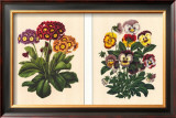 Pansy and Primrose