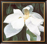 Magnolia Study