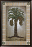 Phoenix Dactylifera