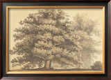 Buy American Oak at AllPosters.com