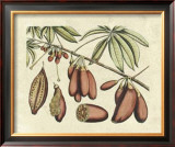 Buy Botanical III at AllPosters.com