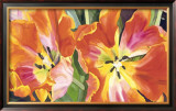 Two Parrot Tulips