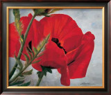 Red Poppy