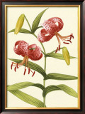 Buy Tiger Lily at AllPosters.com