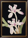 Buy Black Magic II at AllPosters.com
