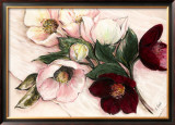 Buy Elegant Anemones at AllPosters.com