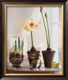 Buy Amaryllus II at AllPosters.com