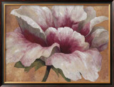 Buy Pink Begonia at AllPosters.com