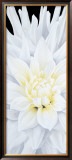 Dahlia