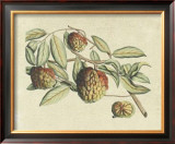 Buy Botanical IV at AllPosters.com