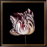 Parrot Tulip Study in Red