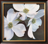 Dogwood Study