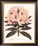 Buy Pink Rhododendron I at AllPosters.com