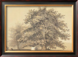 Buy American Sycamore at AllPosters.com