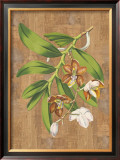 Buy Sumatra Orchids I at AllPosters.com