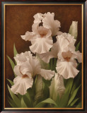 Iris Illumination II