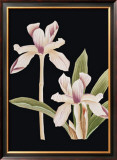 Buy Black Magic I at AllPosters.com