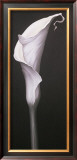 Buy My Small Lily II at AllPosters.com