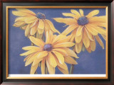 Rudbeckias