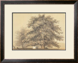 Buy American Sycamore at AllPosters.com