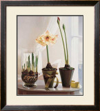Buy Amaryllus II at AllPosters.com