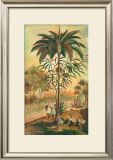 Paradisimo II