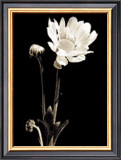 Buy Black and White VII at AllPosters.com