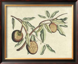 Buy Botanical II at AllPosters.com