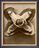 Buy Sepia Botany Study V at AllPosters.com