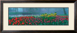 Buy Keukenhof at AllPosters.com