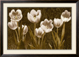 Buy Baroque Tulips at AllPosters.com