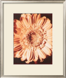 Buy Beautiful Flower I at AllPosters.com