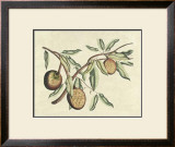 Buy Botanical II at AllPosters.com
