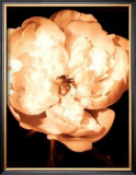 Buy Beautiful Flower III at AllPosters.com