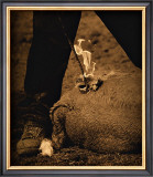 Buy Western Brand at AllPosters.com