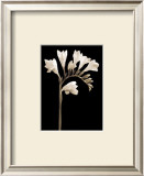 Buy Black and White V at AllPosters.com
