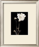 Buy Black and White VII at AllPosters.com