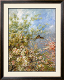 Apple Blossoms