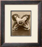 Buy Sepia Botany Study V at AllPosters.com