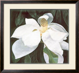 Magnolia Study