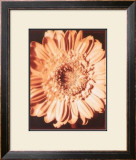 Buy Beautiful Flower I at AllPosters.com