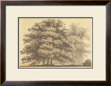 Buy American Oak at AllPosters.com