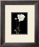 Buy Black and White VII at AllPosters.com