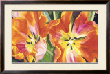 Two Parrot Tulips