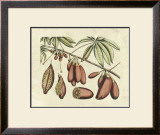 Buy Botanical III at AllPosters.com