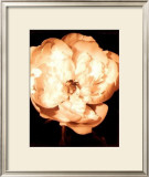 Buy Beautiful Flower III at AllPosters.com