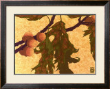Buy Pin Oak at AllPosters.com